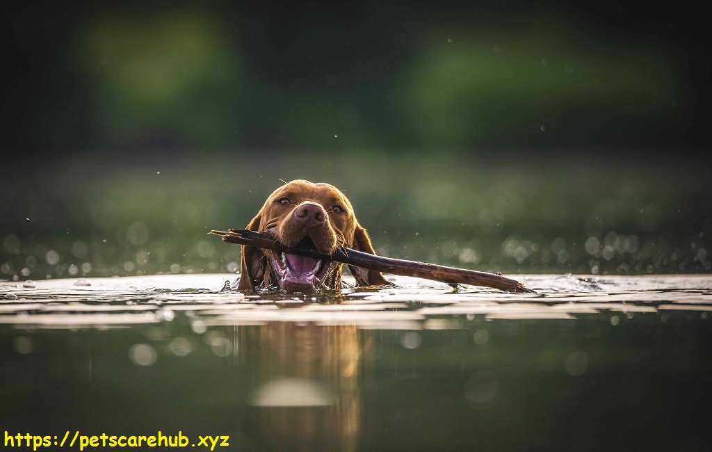 Blue-green algae and how it hurts dogs is a hidden danger in water 2023