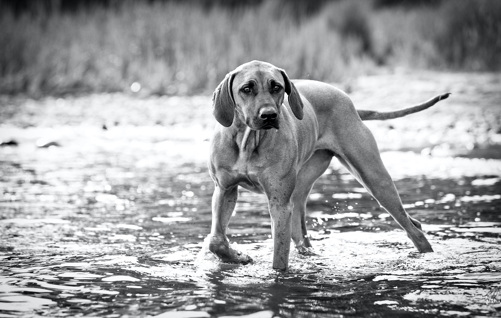 Blue-green algae and how it hurts dogs is a hidden danger in water 2023