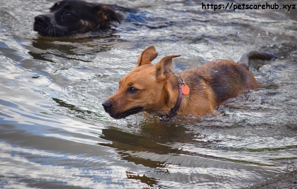 Blue-green algae and how it hurts dogs is a hidden danger in water 2023