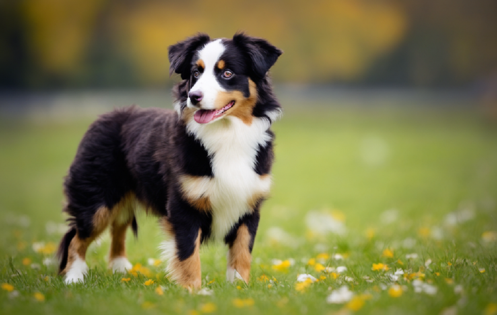 How to Train Herding Dogs to Reach Their Full Potential