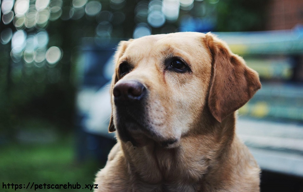 Hypothyroidism can make your dog tired or make them gain weight