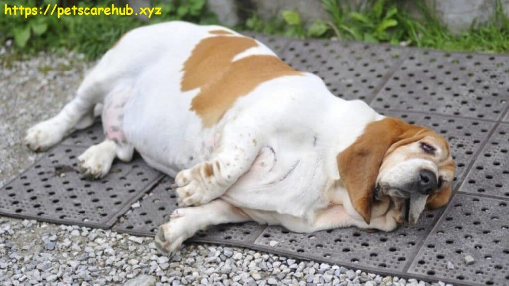 Hypothyroidism can make your dog tired or make them gain weight