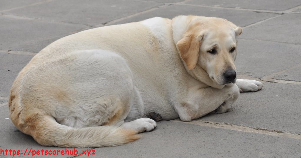 Hypothyroidism can make your dog tired or make them gain weight