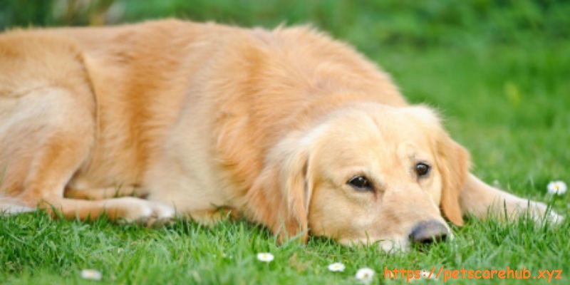 Hypothyroidism can make your dog tired or make them gain weight