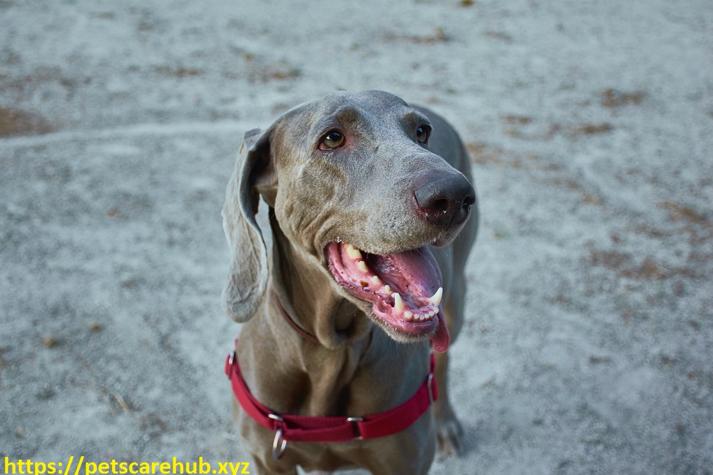 The 5 best dog mouthwashes for bad dog breath