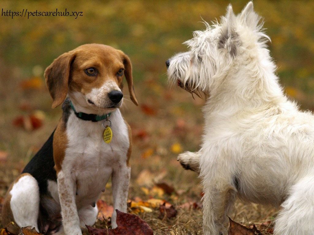 The 5 best dog mouthwashes for bad dog breath