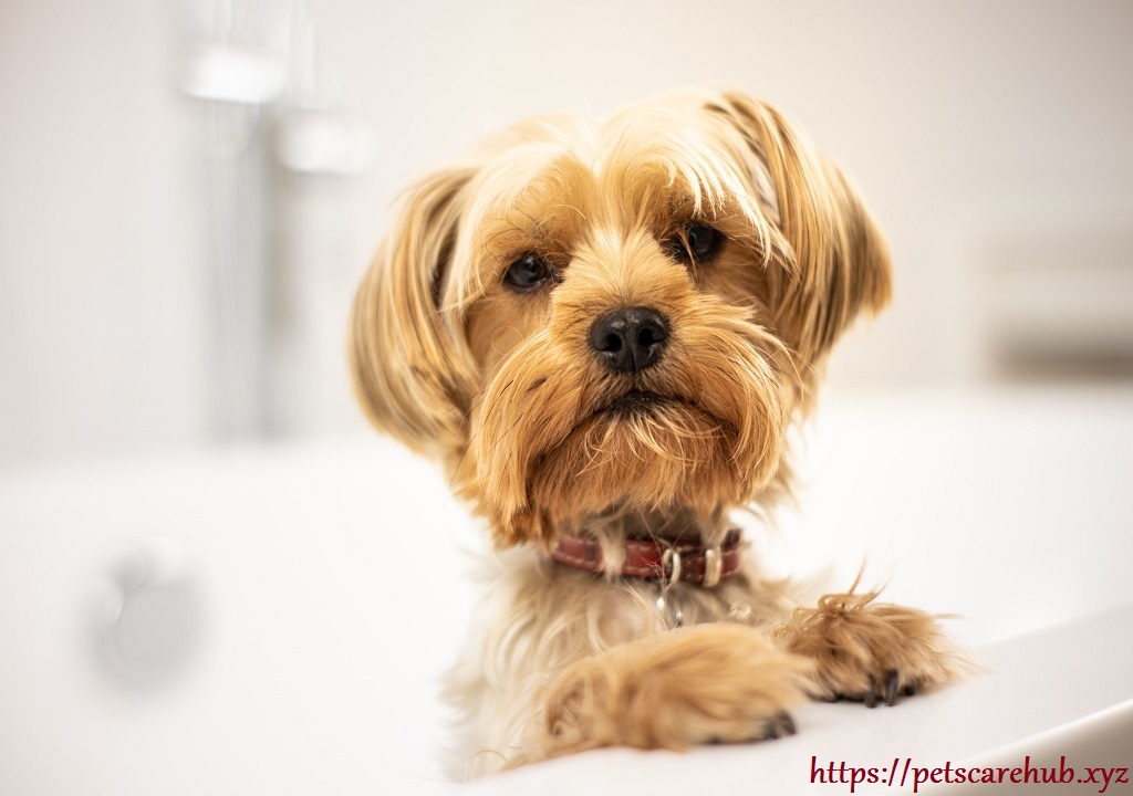 The best tips to keep pet hair under control