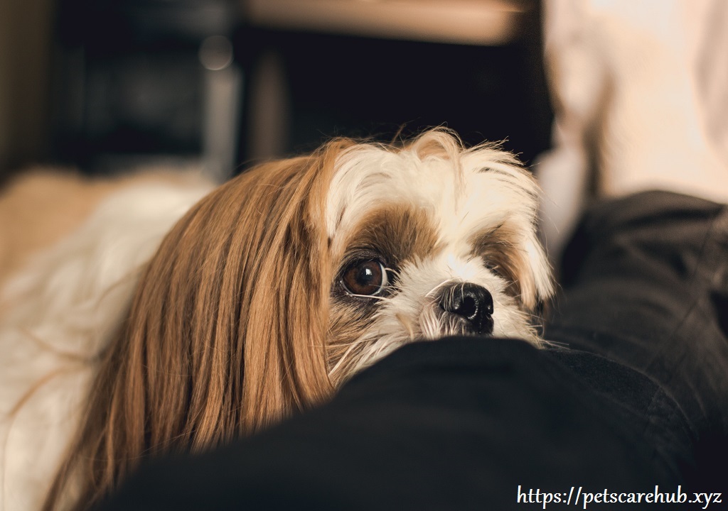 The best tips to keep pet hair under control