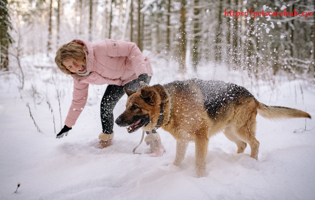 What to Do When You’re Dog Swallow Battery 2024