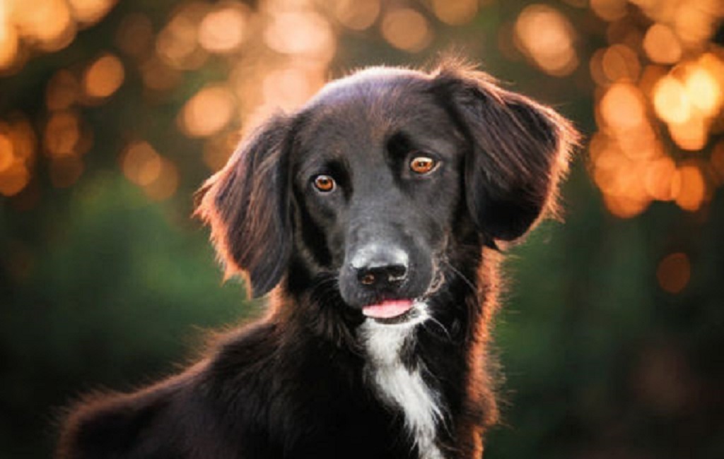 What you need to know Borzoi dog breed temperament