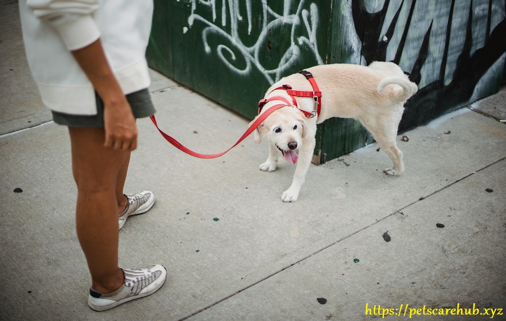 You need to know to stop your dog from marking the house