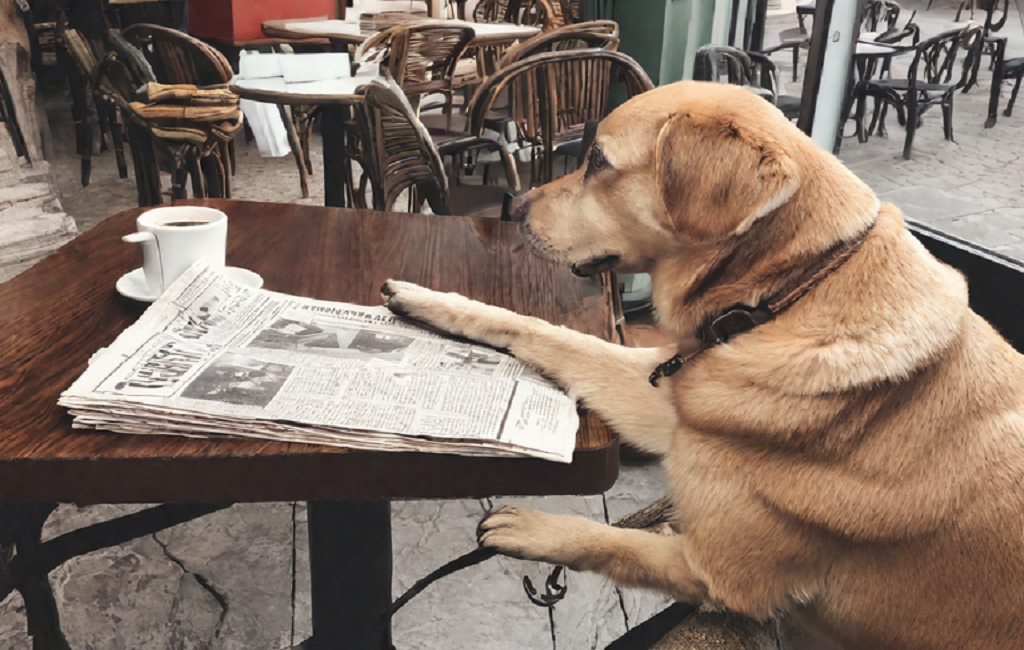 Getting the Right Food, What Size of Dog Do You Need