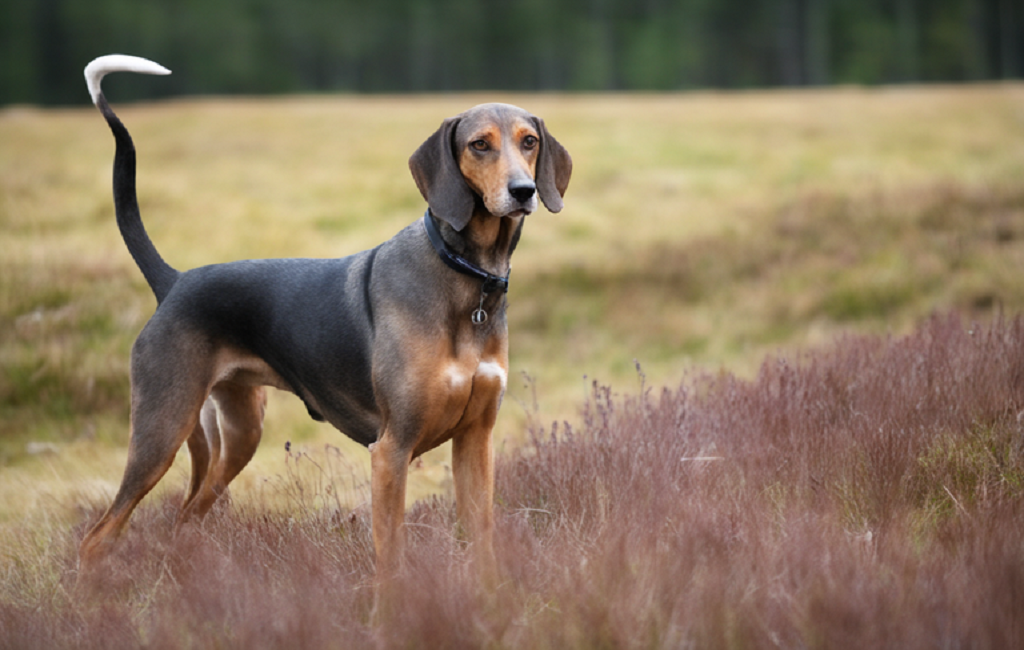 How to Train Your Mixed Breed Dog