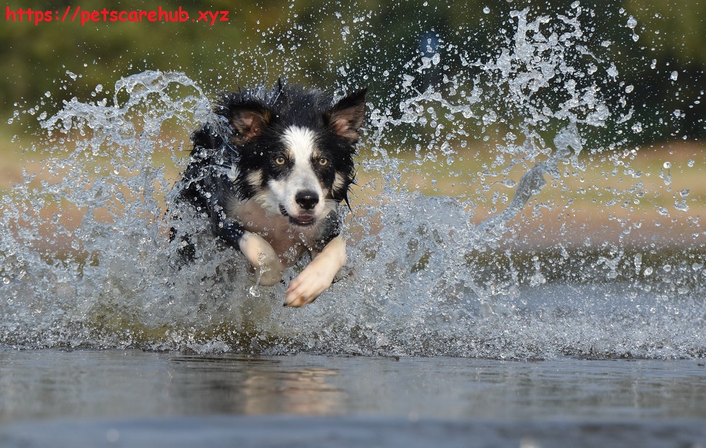 Blue-green algae and how it hurts dogs is a hidden danger in water 2023