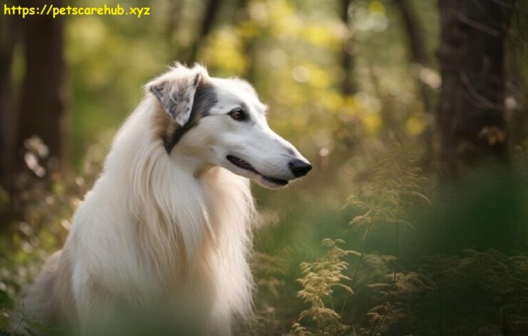 What you need to know Borzoi dog breed temperament